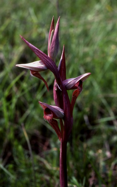 Serapias vomeracea subsp. vomeracea